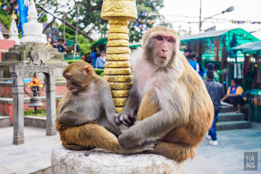Swayambhunath Temple 斯瓦揚布納特寺、猴廟、四眼天神廟