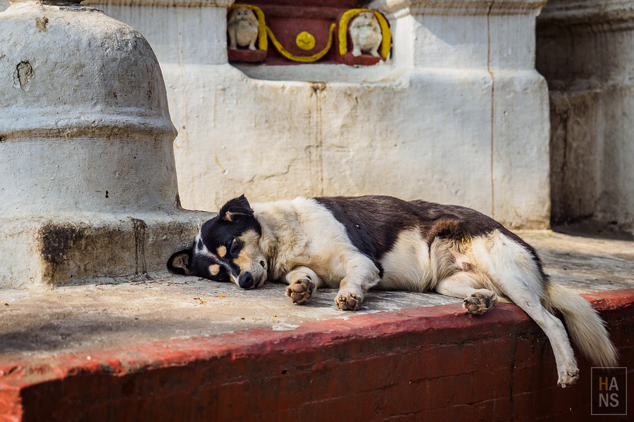 Swayambhunath Temple 斯瓦揚布納特寺、猴廟、四眼天神廟