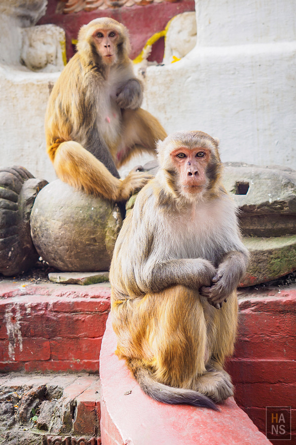 Swayambhunath Temple 斯瓦揚布納特寺、猴廟、四眼天神廟