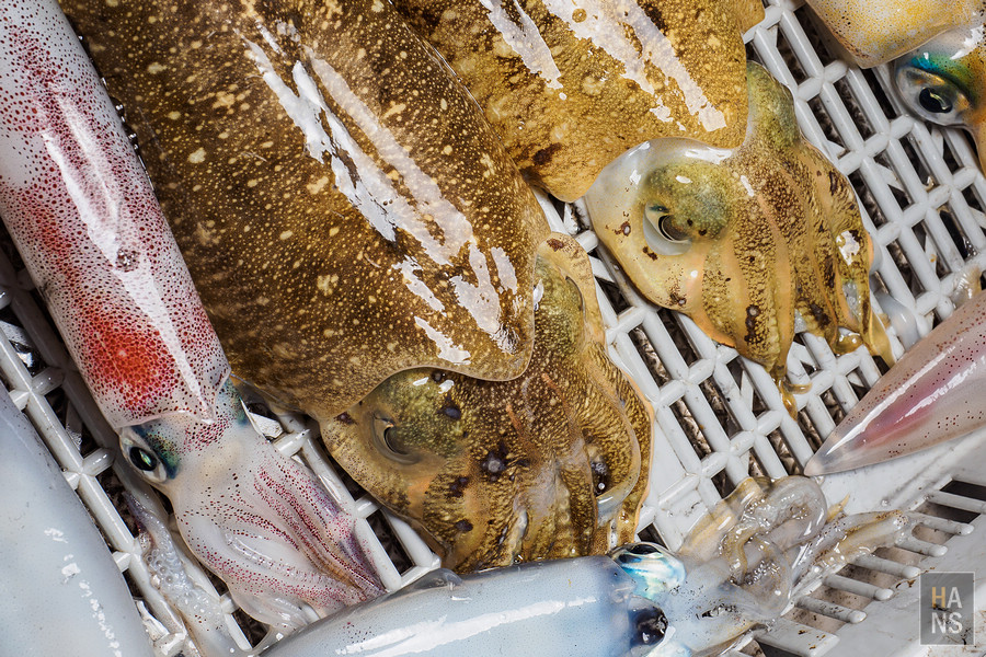 澎湖海釣