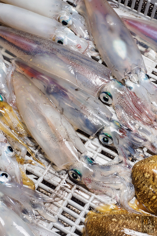 澎湖海釣