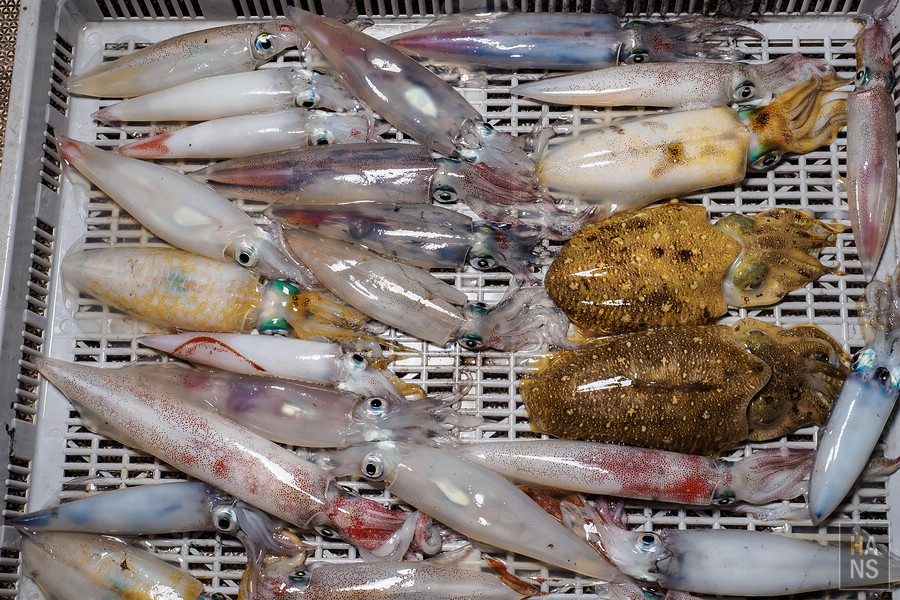 澎湖海釣