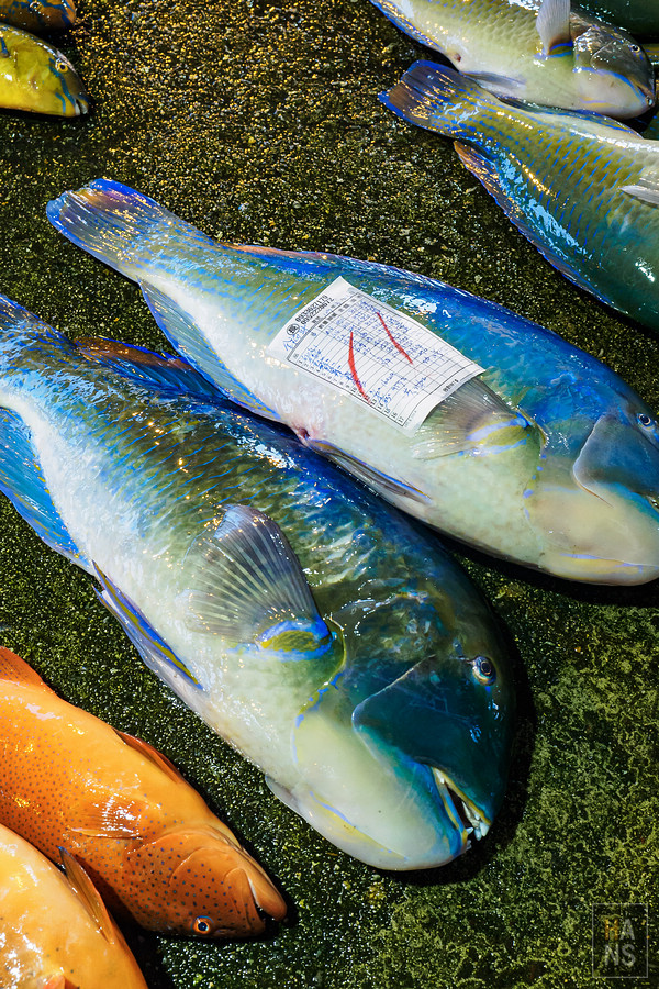 澎湖海釣