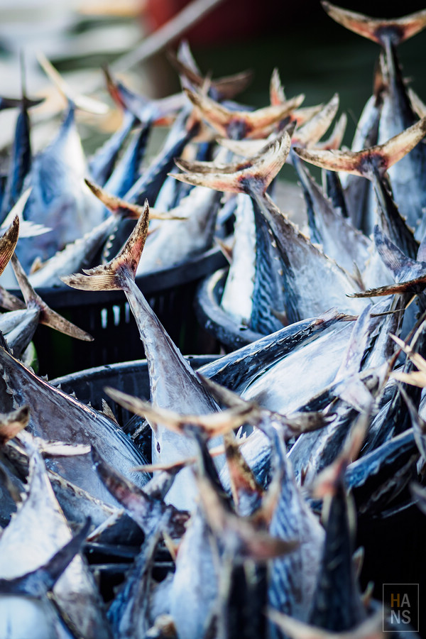 澎湖海釣