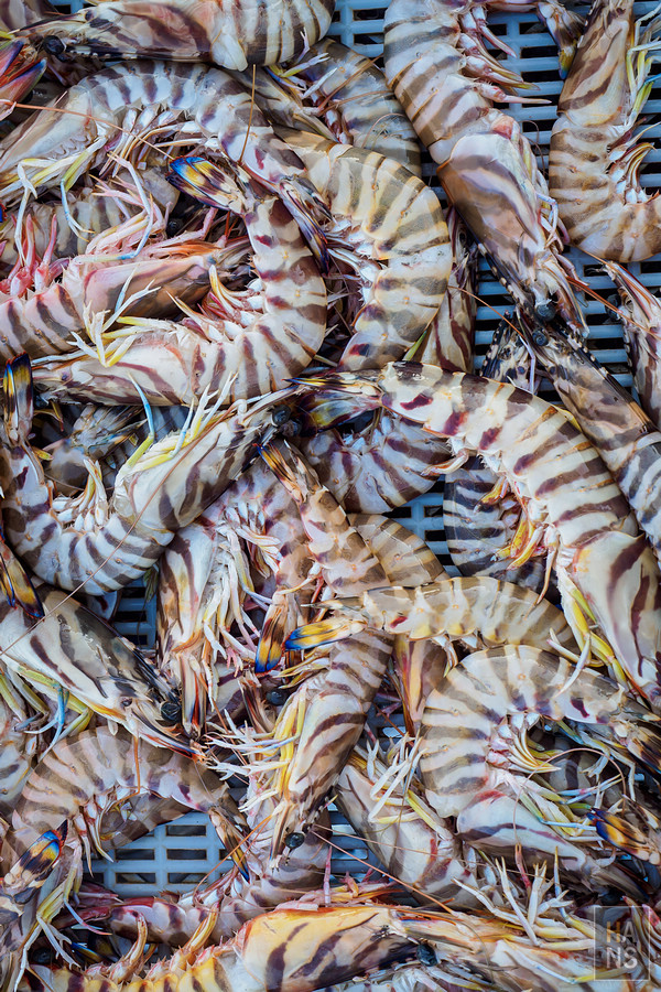 澎湖海釣