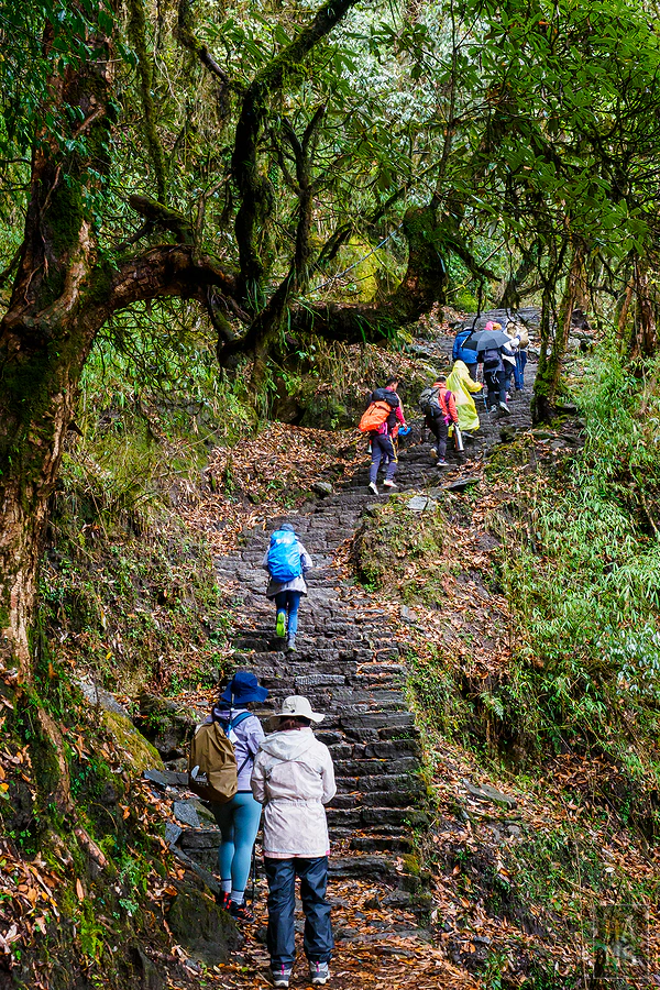 馬蹄山群健行 Mardi Himal Trek