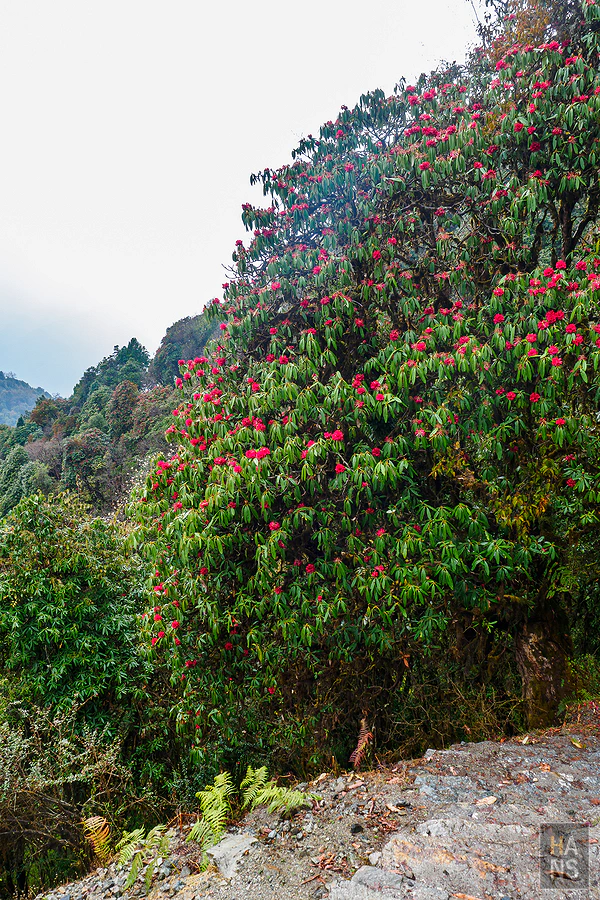 馬蹄山群健行 Mardi Himal Trek