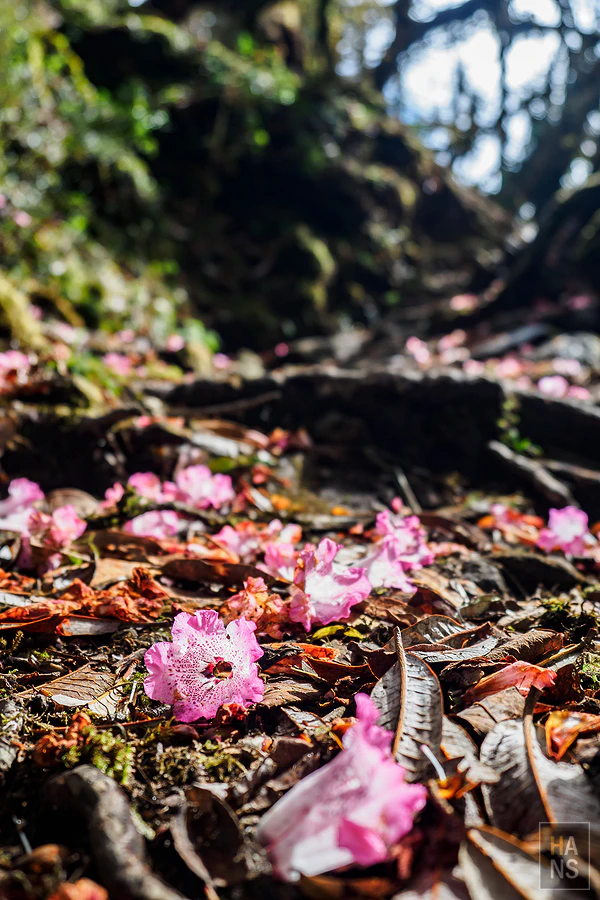 馬蹄山群健行 Mardi Himal Trek