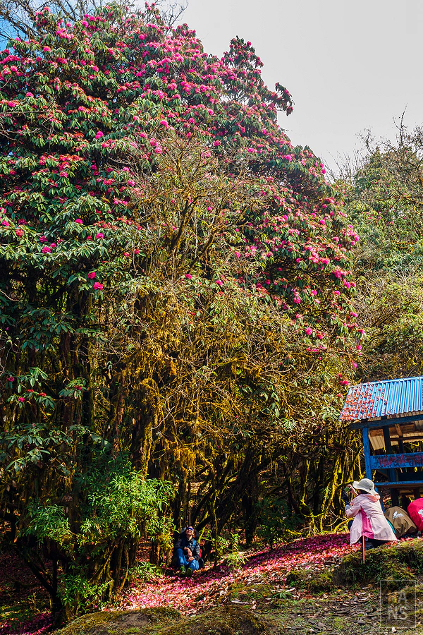 馬蹄山群健行 Mardi Himal Trek