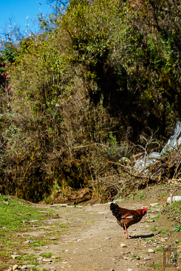 馬蹄山群健行 Mardi Himal Trek
