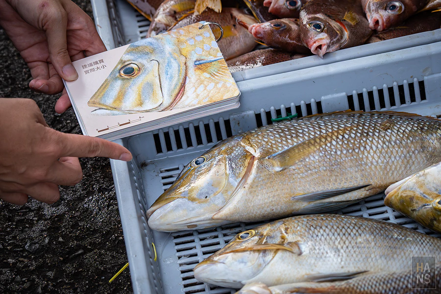 「年年有鰆」澎湖魚市場導覽