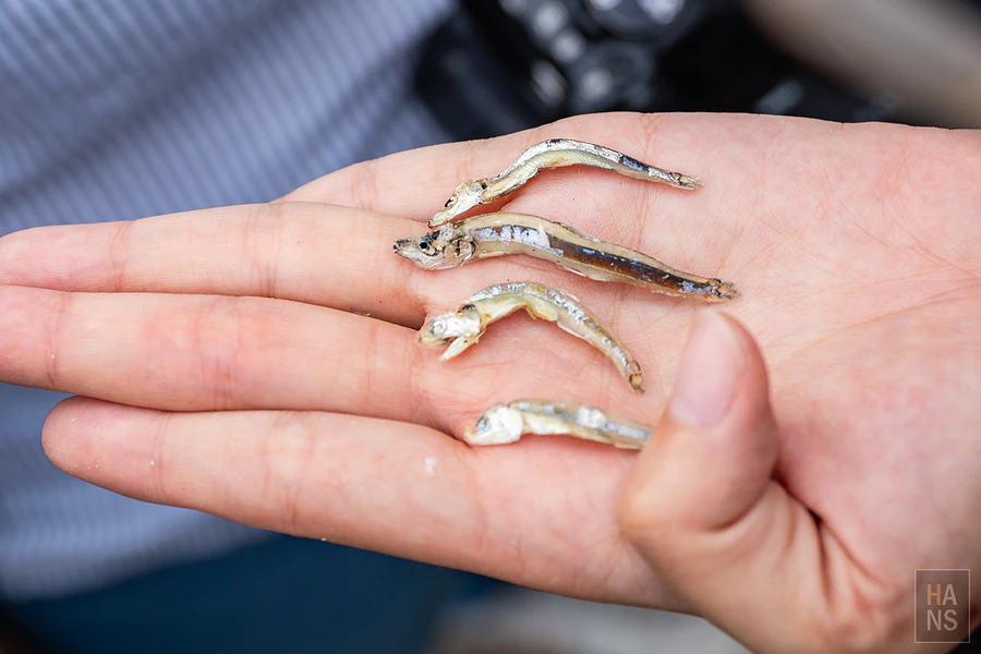 「年年有鰆」澎湖魚市場導覽