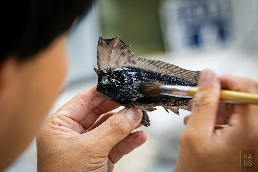 「年年有鰆」魚拓製作