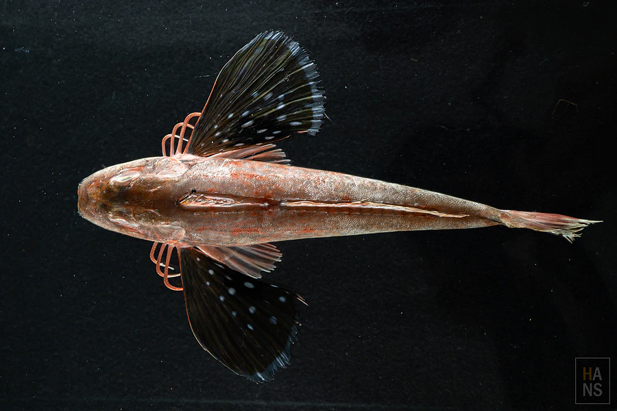 「年年有鰆」魚標本製作