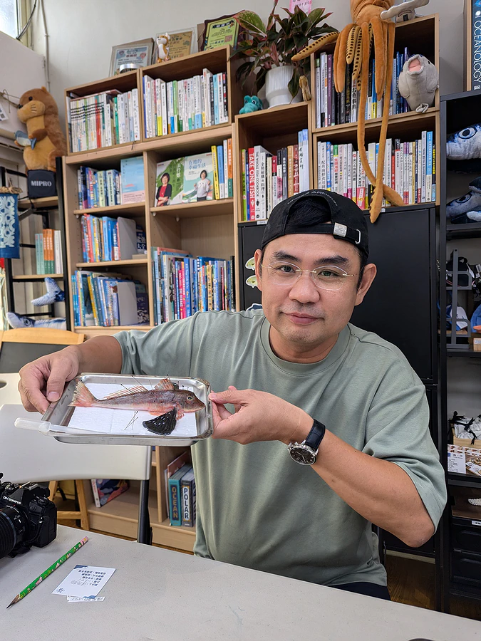 「年年有鰆」魚標本製作