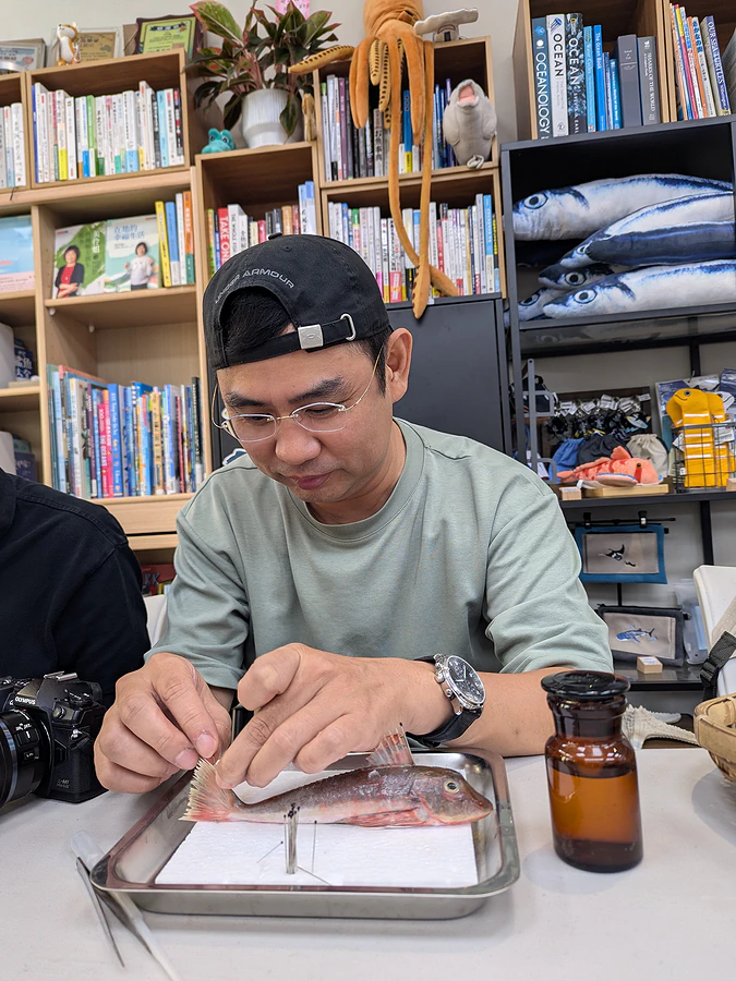 「年年有鰆」魚標本製作