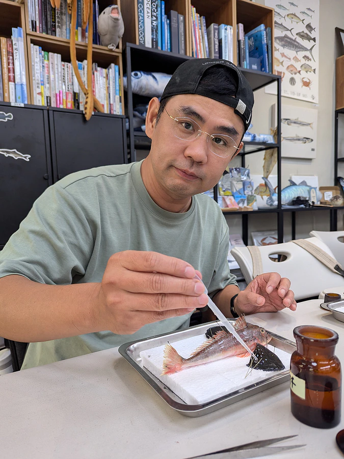 「年年有鰆」魚標本製作