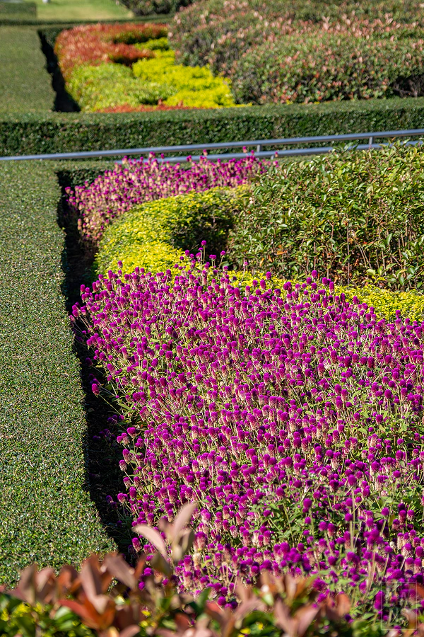 廈門白鷺洲公園修剪整齊的花圃與千日紅