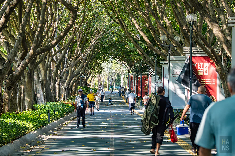 廈門白鷺洲公園綠樹成蔭的林蔭步道