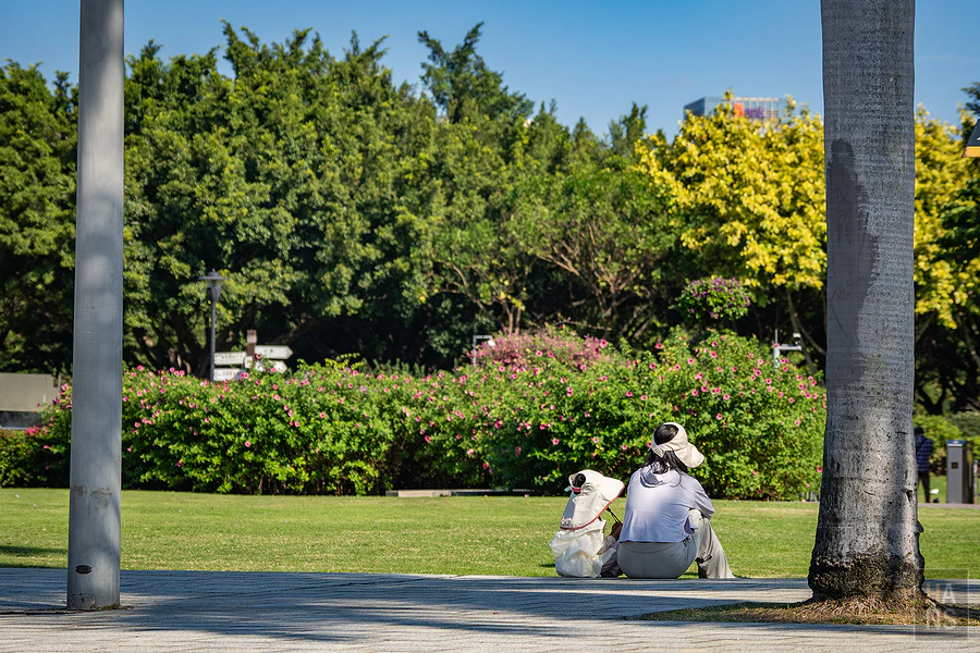 廈門白鷺洲公園草地旁坐著賞花的情侶背影