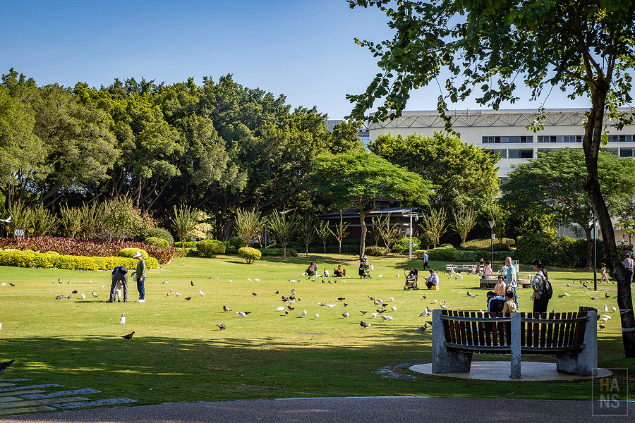 廈門白鷺洲公園草坪上的環形長椅與覓食鴿群