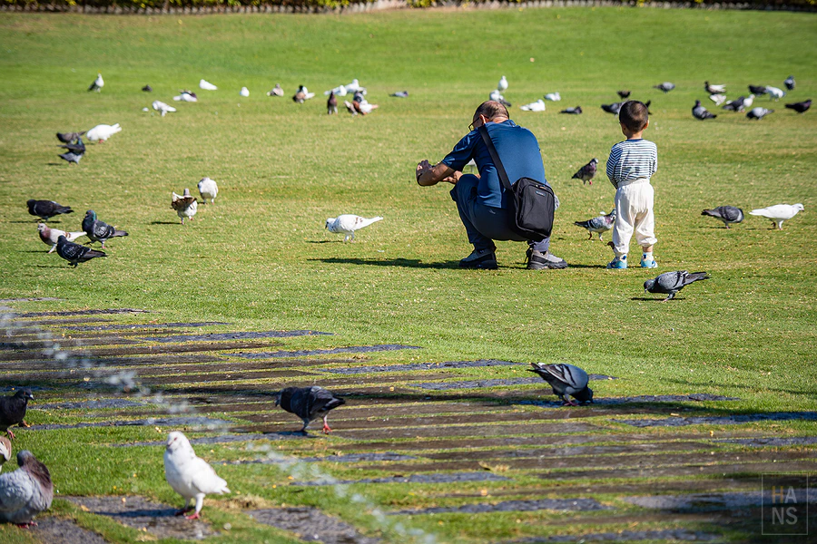 廈門白鷺洲公園父子蹲在草地上看鴿子的背影