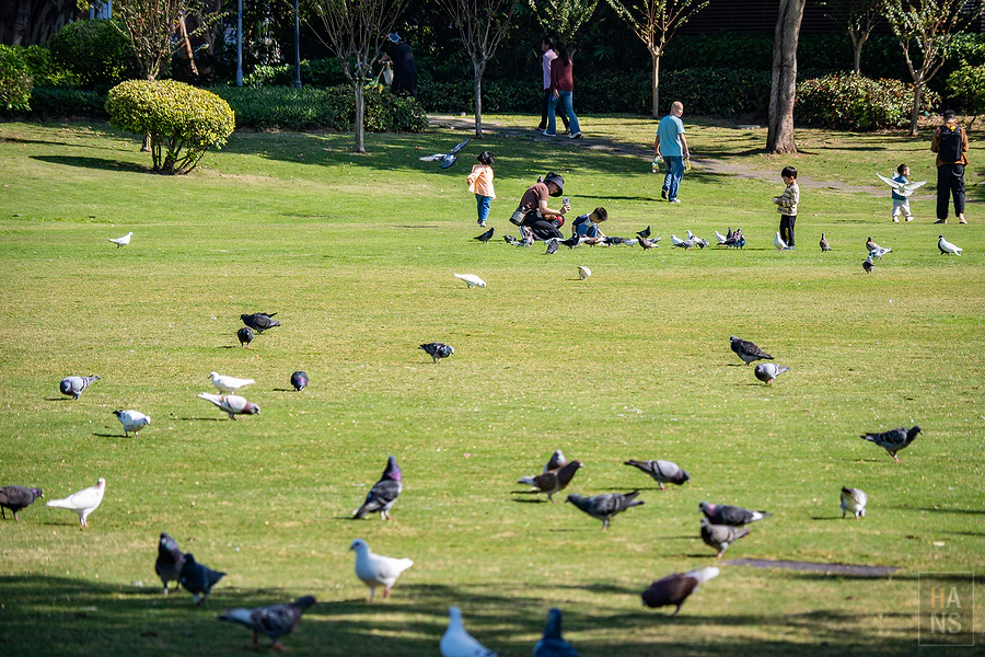 廈門白鷺洲公園鴿子廣場草坪上的成群鴿子