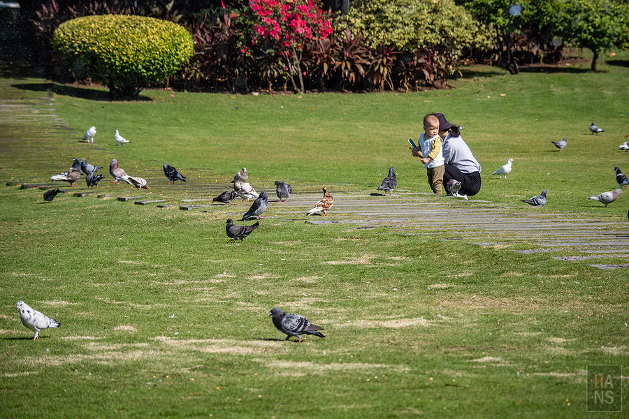 廈門白鷺洲公園母子在花叢前的草地上與鴿子互動